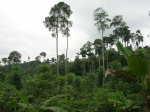 Ajenjua Bepo