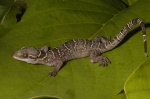 Hemidactylus kyaboboensis