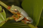 Hyperolius torrentis