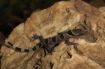 Hemidactylus fasciatus