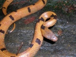 Lycophidion