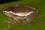 Hyperolius baumani