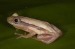 Afrixalus weidholzi
