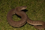 Causus maculatus