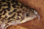 Hemisus marmoratus