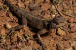Agama sankaranica