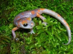 Ensatina salamander