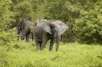 Wildlife