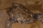 Kassina fusca