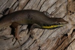 Trachylepis quinquetaeniata