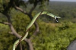 Philothamnus