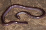Leptotyphlops