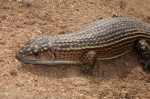 gerrhosaurus major