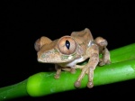 Leptopelis occidentalis