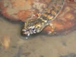 Cophoscincopus durus