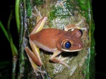 Leptopelis occidentalis