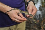 Varanus niloticus