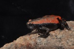 Phrynomantis microps