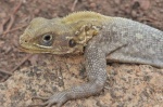 Agama