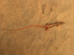 Acanthodactylus guineensis