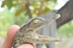 Crocodylus niloticus