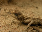 Agama gracilimembris