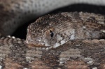 Echis ocellatus