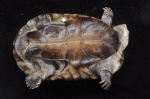Pelomedusa 
