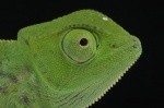 Chameleo senegalensis