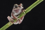 Leptopelis viridis