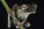 Chiromantis rufescens