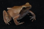 Phrynobatrachus plicatus