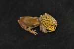Hyperolius guttulatus