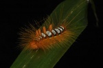 Caterpillar