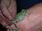 Pseudacris regilla