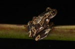 Afrixalus nigeriensis