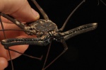 Whip Scorpion