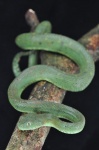 Atheris chlorechis