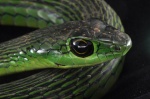 Hapsidophrys lineatus 