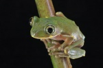 Leptopelis occidentalis