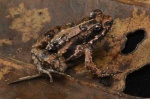 Phrynobatrachus