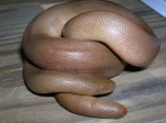 rubber boa
