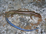 Plestiodon
