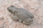 Bufo