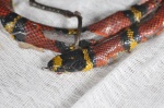 Lampropeltis triangulum
