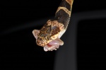 Leptodeira