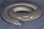Dermophis mexicana