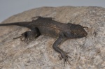 Sceloporus siniferus
