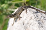 Sceloporus siniferus
