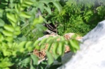 Sceloporus smithi